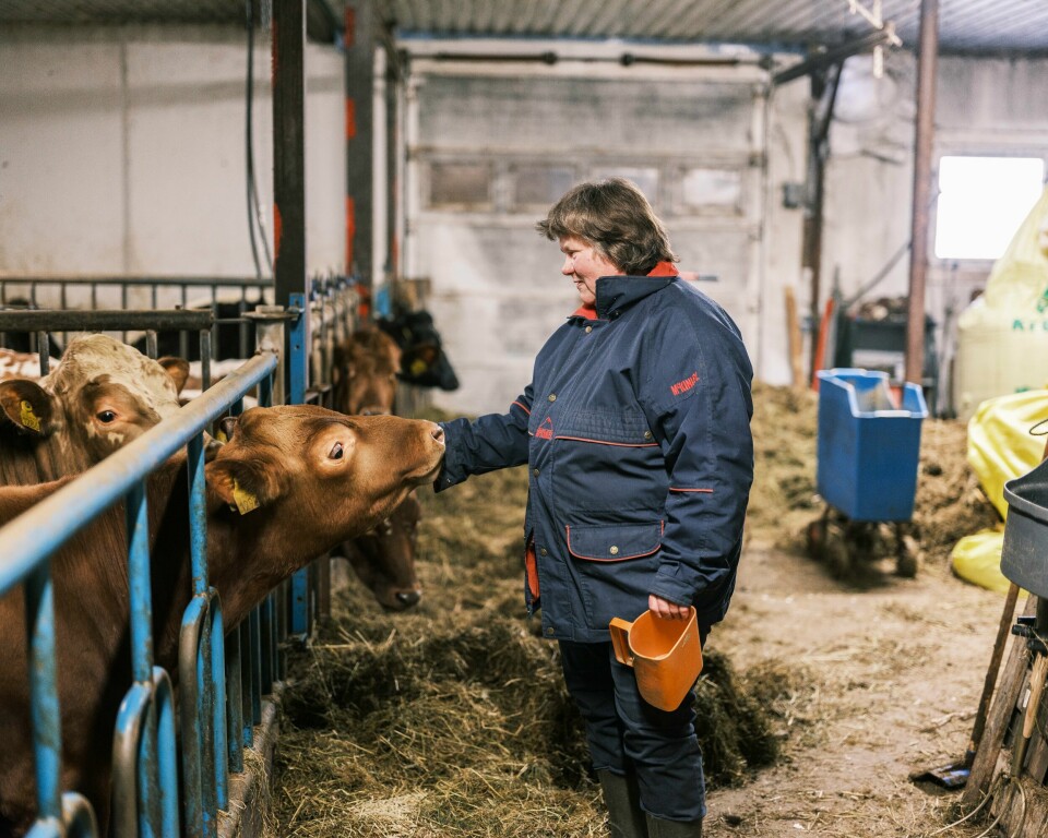 FARVEL: Guro Villand vil ikkje senda kyrne til slakt, og er på jakt etter ein kjøpar. Skurdalen