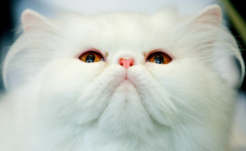 A Persian cat stares at a judge, during an international cat beauty contest, in Bucharest, Romania, Saturday, Sept. 27, 2008. (AP Photo/Vadim Ghirda) A Persian cat stares at a judge, during an international cat beauty contest, in Bucharest, Romania, Saturday, Sept. 27, 2008. (AP Photo/Vadim Ghirda)