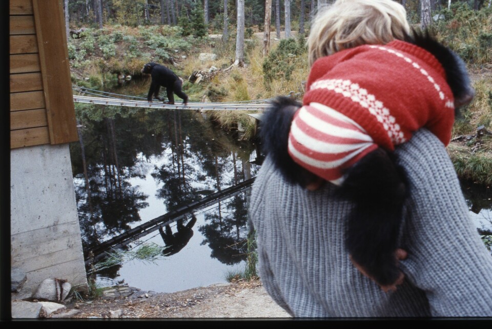 Julius og fostefar Edvard Moseid ser utover Apeøya i Dyreparken. Ett år gammel tilbakeføres Julius til sjimpanseflokken. Foto: Arild Jakobsen
