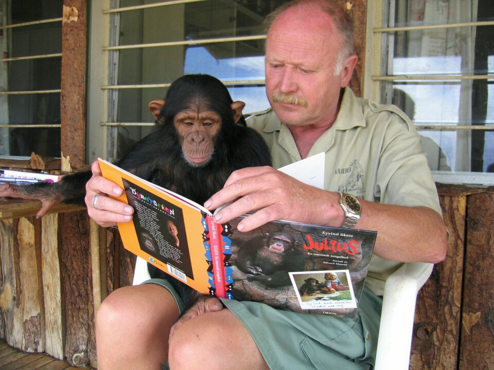 I naturreservatet Sweetheart arbeidet Edvard Moseid med artsvern av rehabilitering av sjimpanser. Her leser Moseid høyt fra Eivind Skeies Julius-bok for apekatten Mary. Trolig i 2004. Foto: Kirsten Engeset
