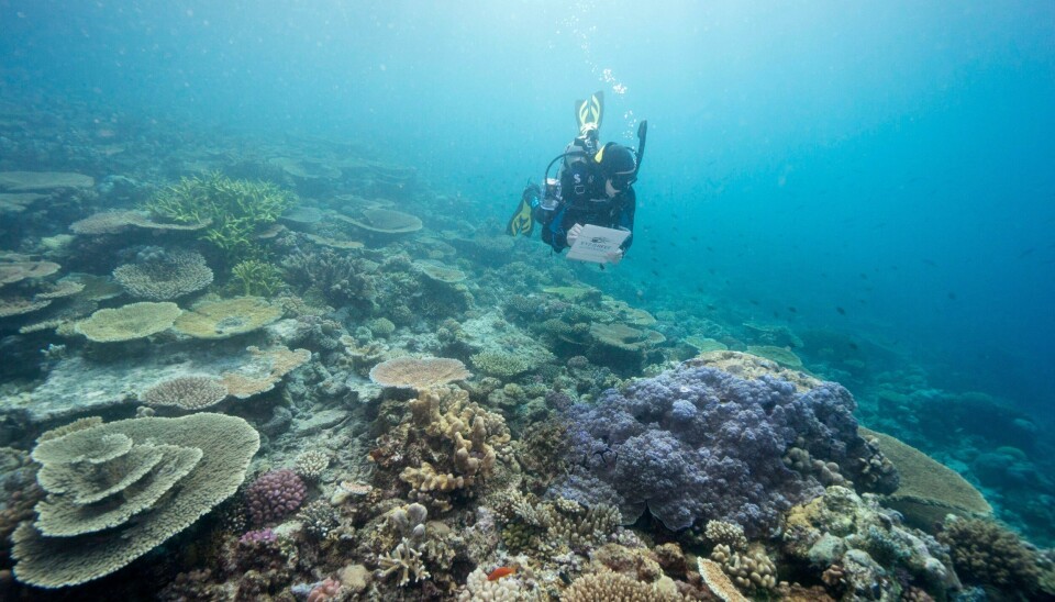 Dykker ved Great Barrier Reef. Illustrasjonsfoto. Forskere har funnet en rekordstor korall ved Great Barrier Reef i Australia. Illustrasjonsfoto: AP / NTB