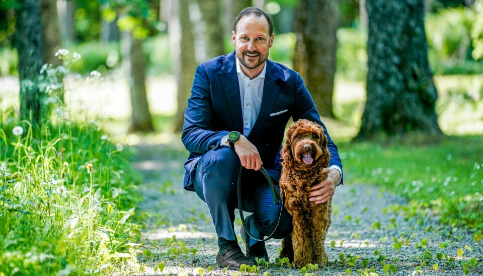 Torsdag fyller kronprins Haakon 50 år. Jubileet har allerede blitt markert med flere turer rundt omkring i Norge det siste halvåret. Selve dagen skal han feire med sine kjære. Her sammen med Molly Fiskebolle på en luftetur på området rundt Skaugum. Kronprins Haakon ute på en luftetur med hunden Molly Fiskebolle på Skaugum, hvor kronprinsfamilien bor. Torsdag blir han 50-åring.Foto: Lise Åserud / NTB