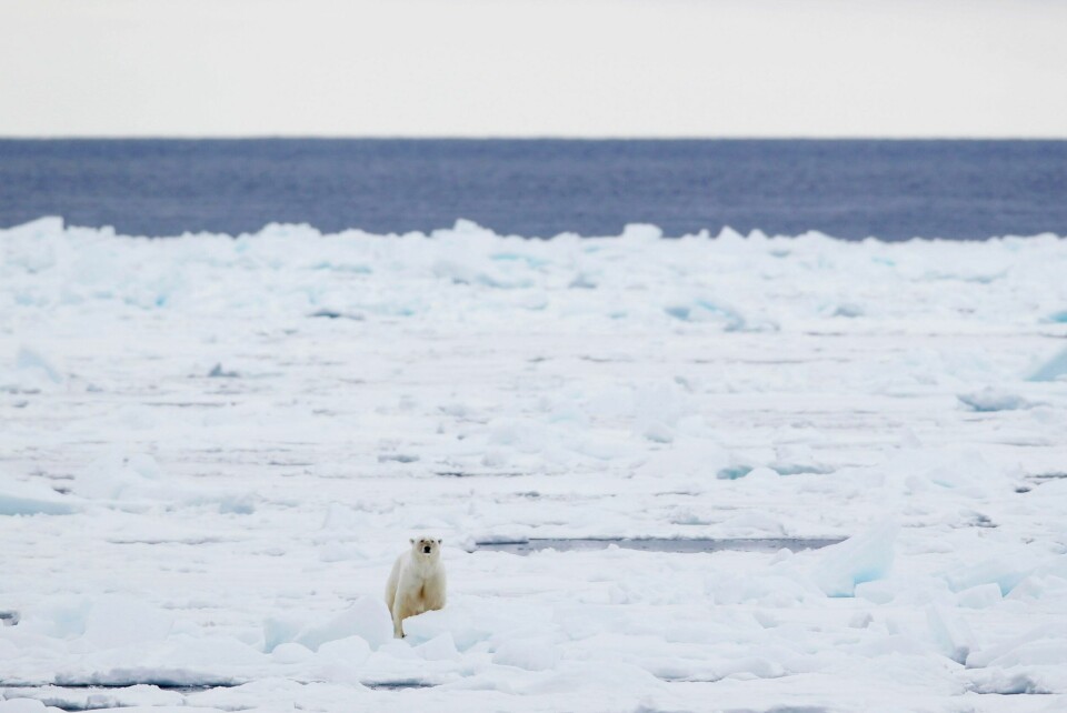 Havisen rundt Svalbard har sunket kraftig siden mai og er langt under normalen. Det er negativt for isbjørnen, som trenger isen for å overleve. Havisen rundt Svalbard har sunket kraftig siden mai og er langt under normalen. Det er negativt for isbjørnen, som trenger isen for å overleve. Foto: Håkon Mosvold Larsen / NTB
