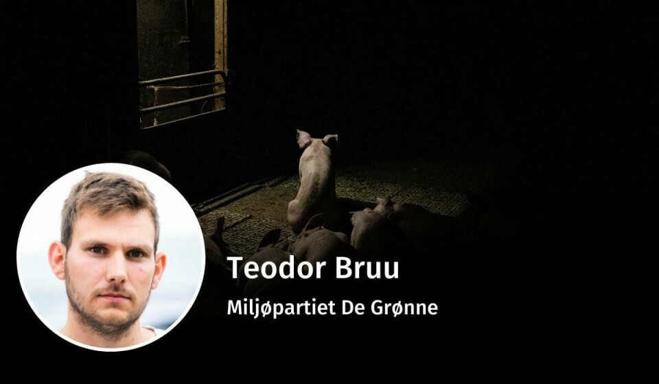 ET GRISELIV: Livet til en gris i industrien er lite innholdsrikt. I denne kronikken tar MDG et kraftig oppgjør med KrFs menneskesyn. Teodor Bruu, dyrevelferd, debatt