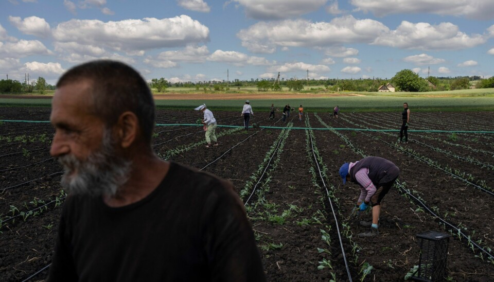 Folk jobber på en åker i Soledar øst i Ukraina på dette bildet tatt 6. juni i år. Ukrainas viselandbruksminister sier en firedel av landet dyrkbare områder er ødelagt som følge av krigen. Foto: Bernat Armangue / AP / NTB Folk jobber på en åker i Soledar øst i Ukraina på dette bildet tatt 6. juni i år. Ukrainas viselandbruksminister sier en firedel av landet dyrkbare områder er ødelagt som følge av krigen. Foto: Bernat Armangue / AP / NTB