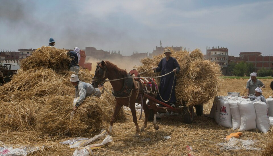 Hvete fraktes til en mølle på en gård i al-Shargia i Egypt. Foto: Amr Nabil / AP / NTB Hvete fraktes til en mølle på en gård i al-Shargia i Egypt. Foto: Amr Nabil / AP / NTB
