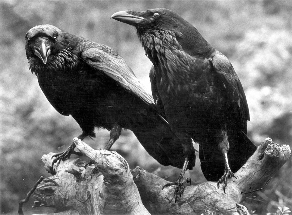 Forfremmelse: Hugin & Munin bytter reirplass fra siste side til side tre i avisa.