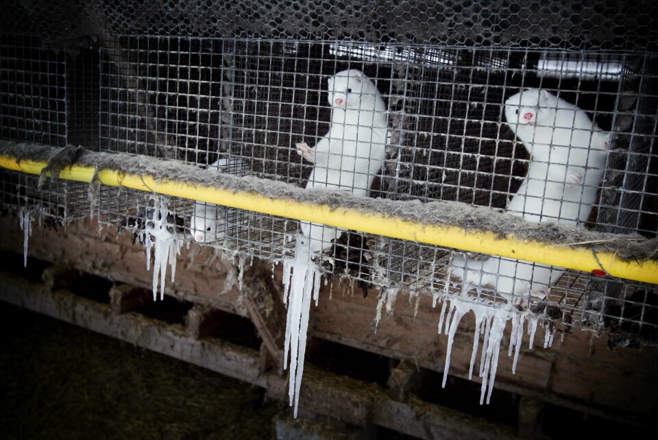 Oppdrett av mink og andre pelsdyr ble av Stortinget vedtatt avviklet i Norge i 2019. Foto: Heiko Junge / NTB Nå kan pelsdyroppdretterne be om tilbud om erstatning etter det nye regelverket. Foto: Heiko Junge / NTB