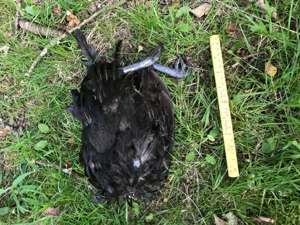 I august ble det funnet en halshugget hane ved en fredet gravplass på Istrehågan i Larvik. Det mistenkes at hanen er en del av voodoo-ritualer.