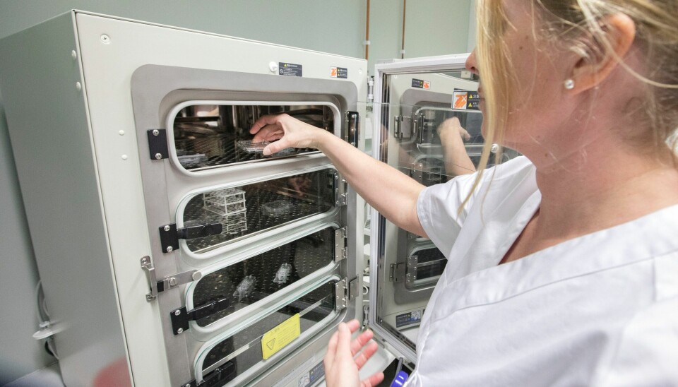 ASSISTERT BEFRUKTNING: Inkubator for dyrking av embryo på Fertilitetsseksjonen ved St. Olavs Hospital. Illustrasjonsfoto. Illustrasjonsfoto: Gorm Kallestad / NTB / NPK