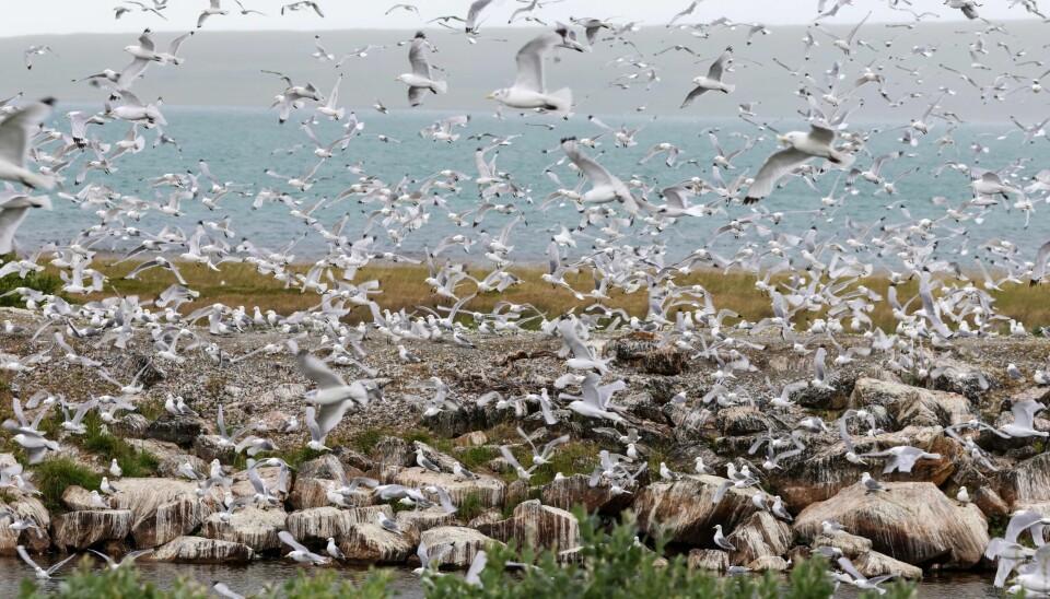 Krykkjer sirkler rundt området hvor det er funnet tusenvis av døde fugler i Vadsø etter fugleinfluensautbruddet.