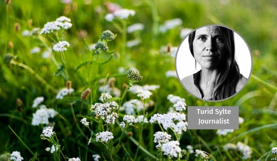 Siden 1970 har avlingene økt til det tredoble. Men på 23 prosent av landarealet er produktiviteten svekket, og framover kan store inntekter fra landbruksavlinger gå tapt fordi det har blitt færre pollinatorer, ifølge FNs naturpanel. NATUR: Siden 1970 har avlingene økt til det tredoble. Men på 23 prosent av landarealet er produktiviteten svekket, og framover kan store inntekter fra landbruksavlinger gå tapt fordi det har blitt færre pollinatorer, ifølge FNs naturpanel.