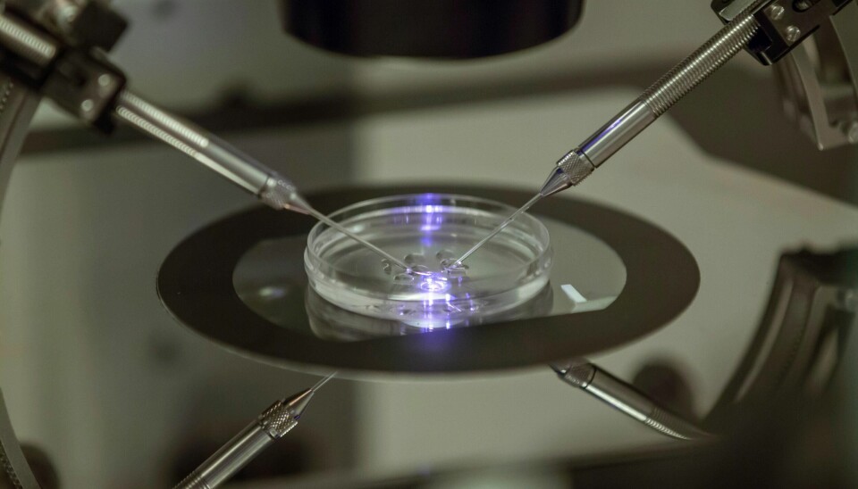 In vitro fertilisering (IVF) eller assistert befruktning blir stadig vanligere i Norge. Nå kan det dessuten snart bli tillatt med eggdonasjon. Kronikkforfatterne er kritiske til at vi ikke har tatt tilstrekkelig innover oss hvilken helserisiko IVF-barn er utsatt for. Bildet viser en embryolog som befrukter et egg i et laboratorium.
