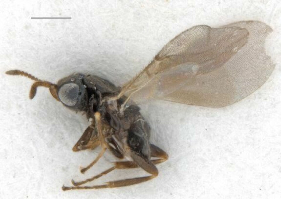 En parasittveps som angriper flått, er for første gang påvist i Norge. Vepsen utvikler seg inne i blodfulle flått og eter dem opp fra innsiden. Ixodiphagus hookeri er en veldig liten veps, under 1 mm lang og med et vingespenn på høyst 1,5 mm. En parasittveps som angriper flått, er for første gang påvist i Norge. Vepsen utvikler seg inne i blodfulle flått og eter dem opp fra innsiden. Ixodiphagus hookeri er en veldig liten veps, under 1 mm lang og med et vingespenn på høyst 1,5 mm.Foto: Geir Søli, Naturhistorisk museum / NTB