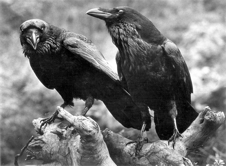 Hugin & Munin tok pause i to dager ved Kong Olavs død. Ellers har de vært nebbete hver avisdag i 40 år.