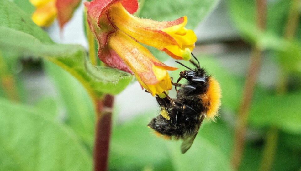 Den samlede vekten av verdens insekter anslås i den nye studien å minke med rundt 2,5 prosent hvert år.