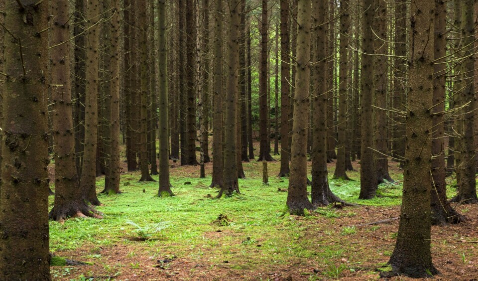 Finner gud i granskogen