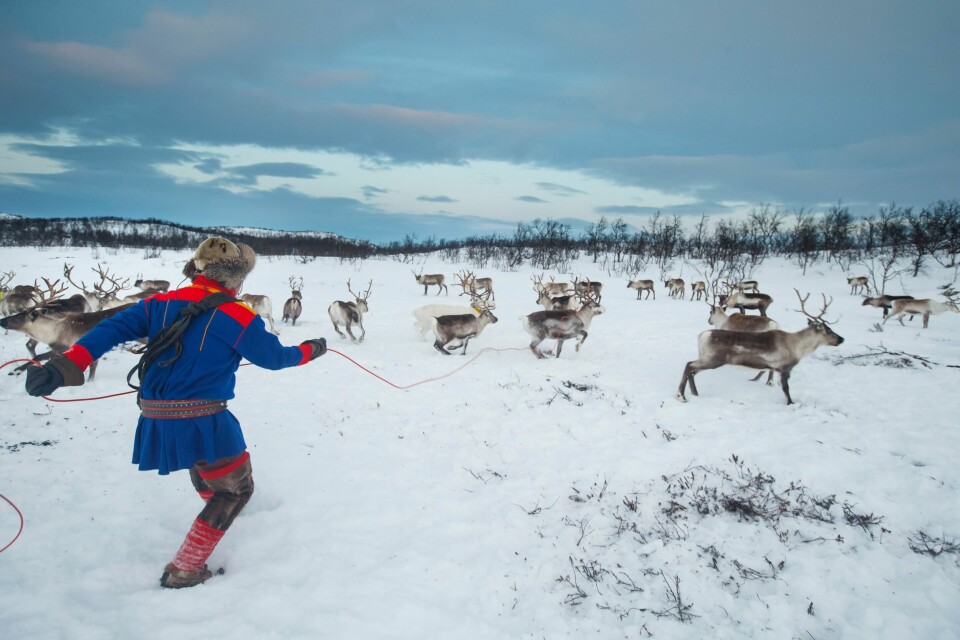REINDRIFT: Reindrifssame i Karasjok på Finnmarksvidda. På Finnmarksvidda finnes flere hellige fjell for samene, som MDG vil verne. (Foto: Heiko Junge / NTB) Bilde til hellig fjell