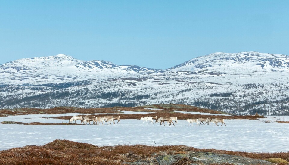 Seks av ti nasjonale villreinområde er i dårleg stand, ifølgje ein ny rapport. Illustrasjonsfoto: Gorm Kallestad / NTB / NPK Seks av ti nasjonale villreinområde er i dårleg stand, ifølgje ein ny rapport. Illustrasjonsfoto: Gorm Kallestad / NTB / NPK