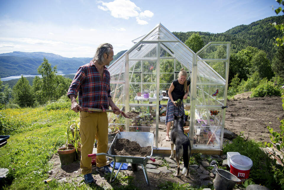 Noah Rozeboom og Julia Skaara Wik dyrker blant annet chili, tomater og avokado i drivhuset. Håpet er at de skal bli selvforsynt med grønnsaker og kjøtt innen noen år. Hunden Bimbo snuser rundt i sommeridyllen.