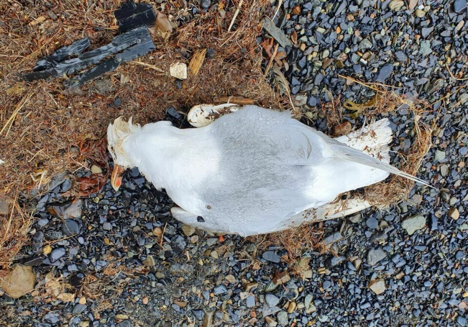 SMITTET: En død polarmåke ble funnet ved Gammelkaia i juni. Den viste seg å være smittet med fugleinfluensa. Foto: Anita Rude / NTB En død polarmåke ble funnet ved Gammelkaia i juni. Den viste seg å være smittet med fugleinfluensa. Foto: Anita Rude / NTB