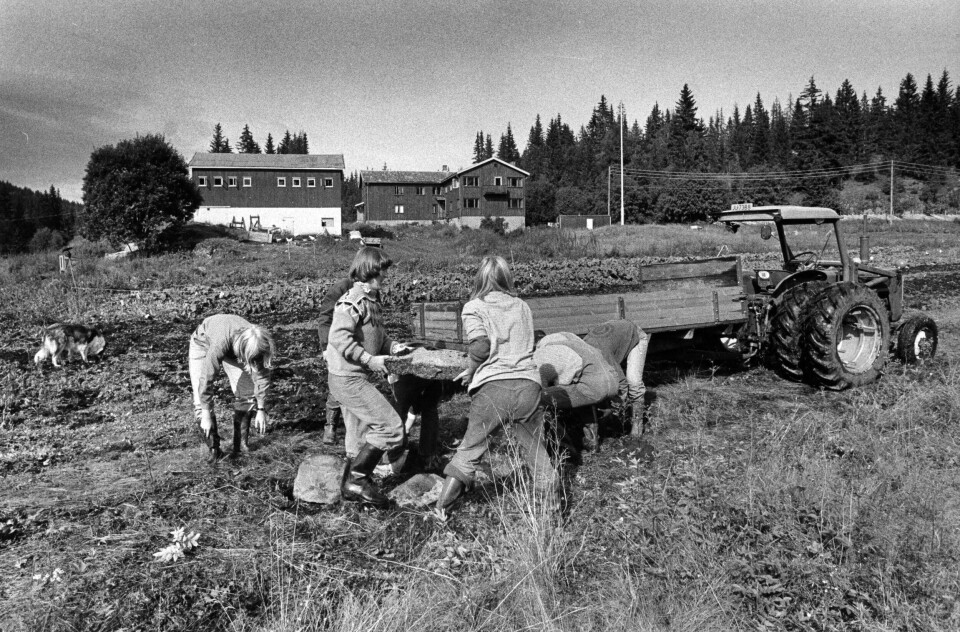 Sjølvberging i åkeren til Fredens bolig i Lommedalen utenfor Oslo på 70-tallet. Foto: Øystein Gloppestad/arkiv