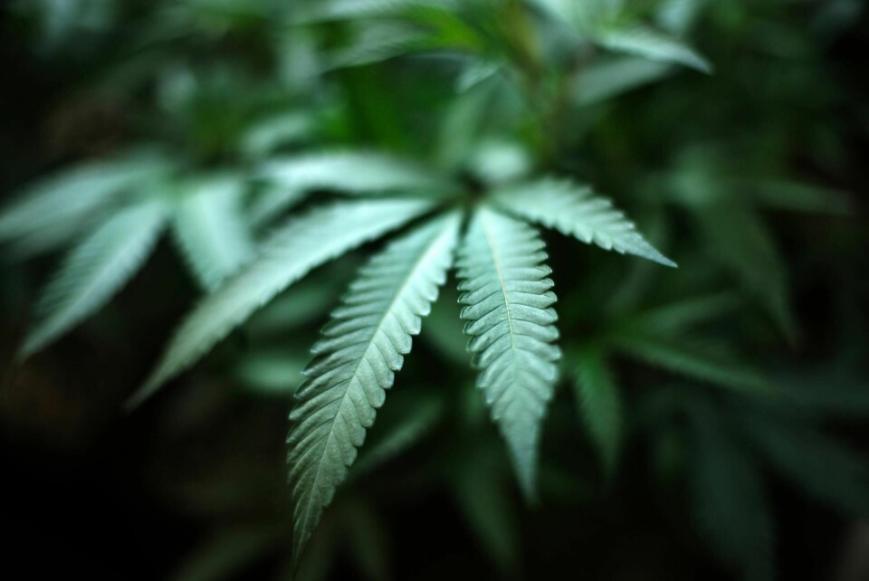 FILE - In this Aug. 15, 2019, file photo, marijuana grows at an indoor cannabis farm in Gardena, Calif. With nine research grants announced Thursday, Sept. 19, 2019, the U.S. government will spend $3 million to find out if marijuana can relieve pain, but none of the money will be used to study the part of the plant that gets people high. (AP Photo/Richard Vogel, File) FILE - In this Aug. 15, 2019, file photo, marijuana grows at an indoor cannabis farm in Gardena, Calif. With nine research grants announced Thursday, Sept. 19, 2019, the U.S. government will spend $3 million to find out if marijuana can relieve pain, but none of the money will be used to study the part of the plant that gets people high. (AP Photo/Richard Vogel, File)