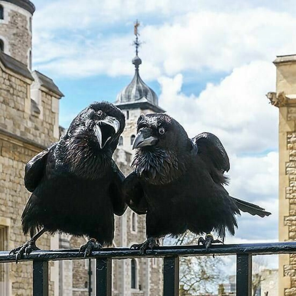 – Vi må helt klart nå de 50. Så må vi holde målet høyt: Alltid sparke oppover., sier jubilantene Hugin & Munin.