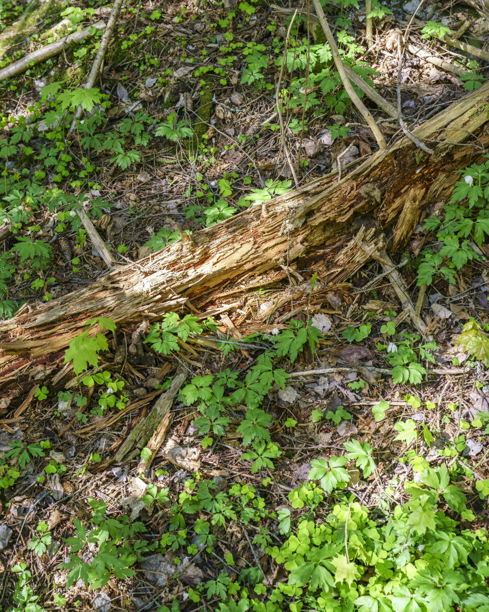 Det kan ta 150-250 år før skogen har tatt igjen tapt karbonlagring. Men skogen blir gjerne hogget når trærne er mellom 60 og 120 år gamle, og kommer derfor ikke så langt. Edelløvskogen i Bærum får være i fred, den ligger i naturreservatet Skotta.