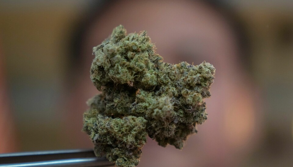 Statsminister Jonas Gahr Støre (Ap) ble i januar tilsendt cannabis. Den slapp, noe uventet, gjennom sikkerhetskontrollen. Illustrasjonsfoto: Sakchai Lalit / AP / NTB En gruppe aktivister sendte cannabis til statsminister Jonas Gahr Støre (Ap). Den slapp, noe uventet, gjennom sikkerhetskontrollen. Illustrasjonsfoto: Sakchai Lalit / AP / NTB