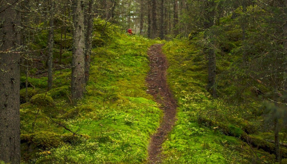 Trodde han mistet friheten. Fant lykken på den smale sti.