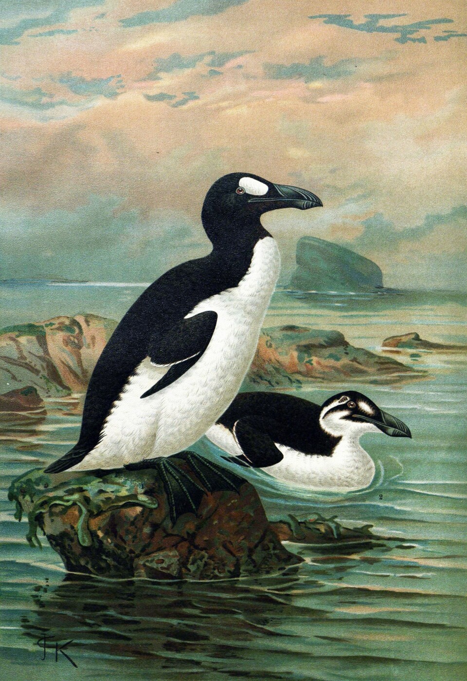UTRYDDET: Geirfuglen var den største fuglen i alkefamilien. Den siste sikre observasjon av levende geirfugl skal ha blitt gjort på Eldey ved Island sommeren 1844. geirfugl