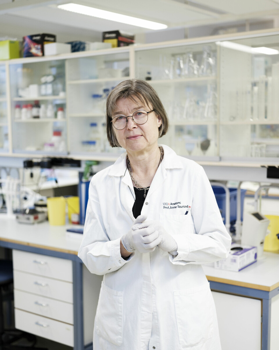 – Eg er ikkje den som luskar usett langs veggane. Er det noko eg må ta opp, er eg veldig tydeleg på kva eg meiner, seier Anne Spurkland. Anne Spurkland. Norsk medisinsk forsker innen molekylær immunbiologi, lege, spesialist i immunologi og transfusjonsmedisin og fagbokforfatter. Hun er professor i anatomi ved Universitetet i Oslo.