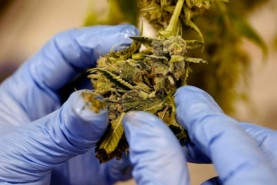 ILLUSTRASJONSFOTO: Prøveordningen med medisinsk cannabis gjøres permanent i Danmark fra 2026, når prøveperioden går ut. Prøveordningen med medisinsk cannabis gjøres permanent i Danmark fra 2026, når prøveperioden går ut. Illustrasjonsfoto: Charlie Riedel / AP / NTB