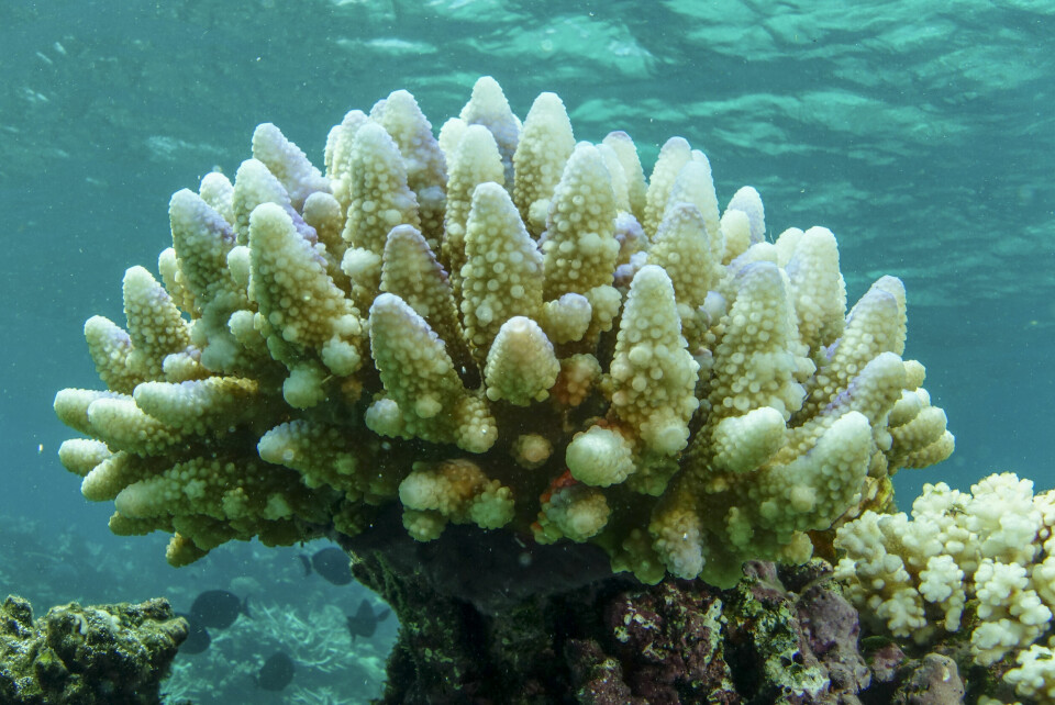 Australia Barrier ReefBlekede koraller i Townsville/Whitsunday-området på Great Barrier Reef i 2015.(Foto: C. Jones/AP)