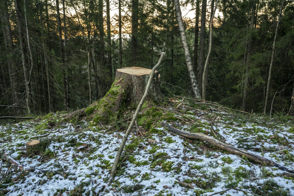 HOGST: I juli fikk Østmarkas Venner melding om at trærne i dette feltet på 22 dekar skog skulle hogges.(Foto: Erlend Berge)
