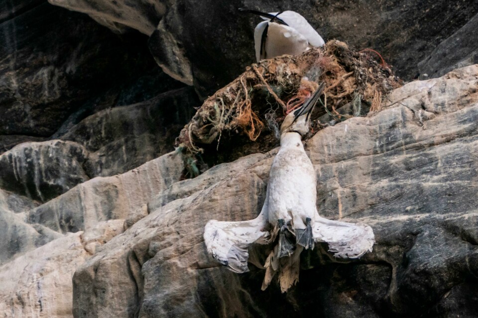 Valgkamp på VestlandetEn død havsule henger i fiskegarn av plast på fuglefjellet på Runde. Statsminister Erna Solberg så denne fuglen fra båten på en tur rundt øya da hun var på valgkampturné på Vestlandet. Foto: Heiko Junge / NTB scanpix(Foto: Heiko Junge/NTB)