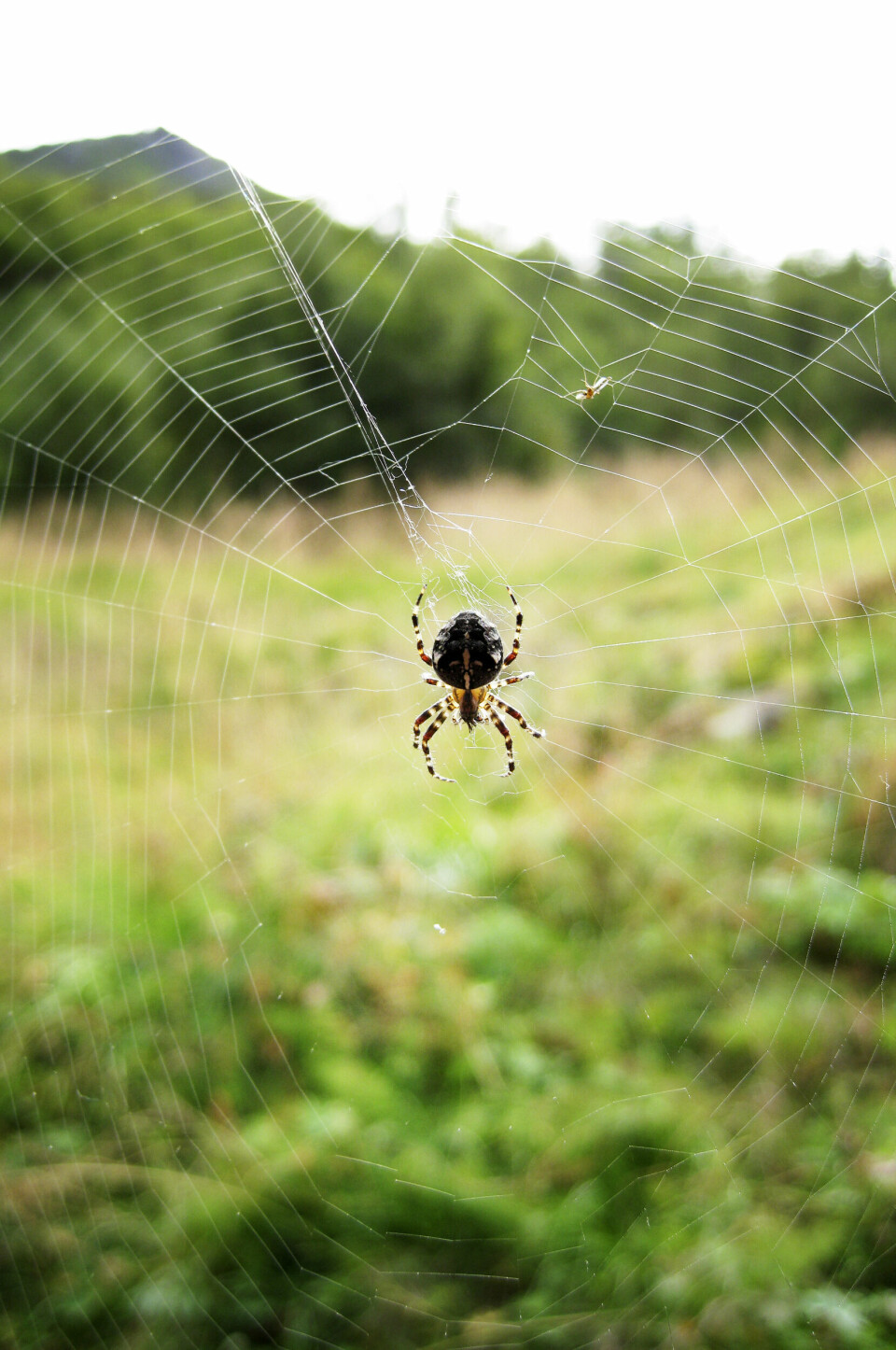 INSEKT?: Edderkopper er ikke insekter - fleip eller fakta? ALDERSUNDET 2008-08-08: Edderkopp som spinner. Edderkopp som sitter i midten av et edderkoppnett.