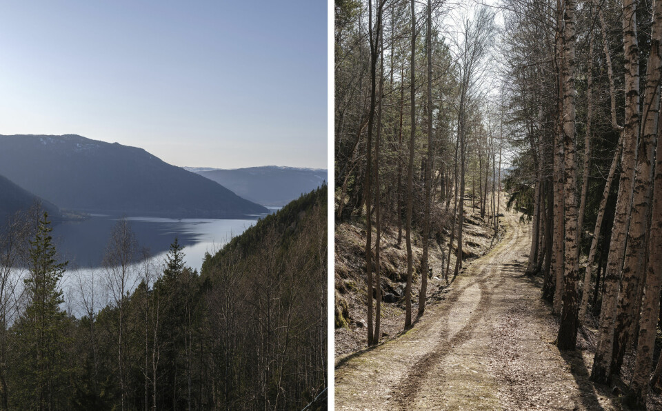 KLOSTERET: Gjennom lys skog går vi mot den glitrende Tinnsjøen i Telemark. Hylland munkelyd, Tinn i Telemark.