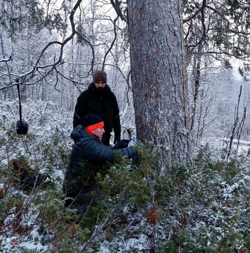 Student Thor Larssen borer en dendroprøve av ei furu i Målselv. Student Pål Sneve Prestbakk følger med. Furua gir materiale til ei stavkirke. Foto: Roald Renmælmo