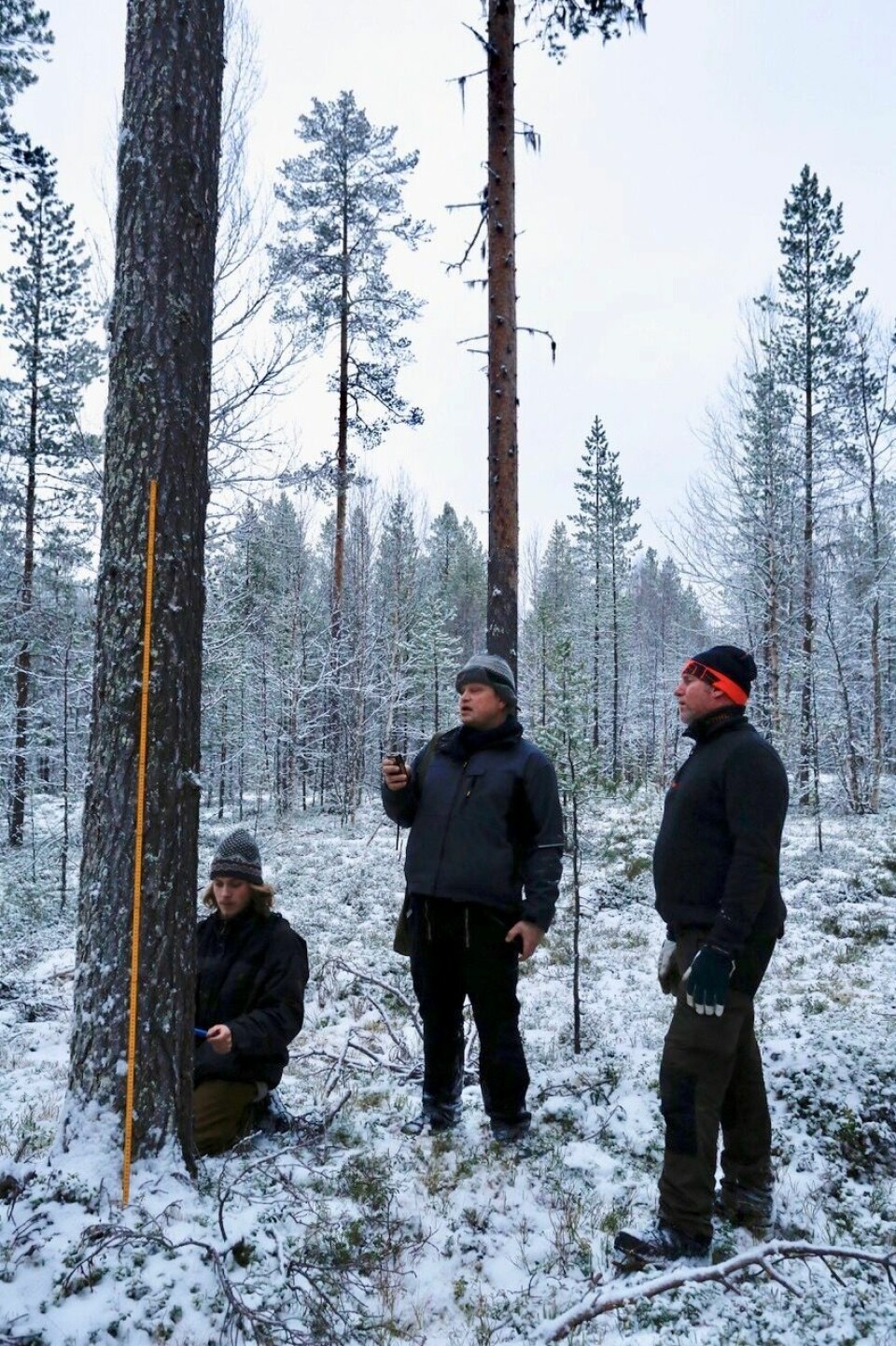Dendroøkolog Andreas Kirchhefer logger GPS posisjon på ei aktuell furu i målselvskogene. I tillegg til posisjon blir det også registrert ulike data og observasjoner av kvaliteten på det aktuelle treet. Foto: Roald Renmælmo