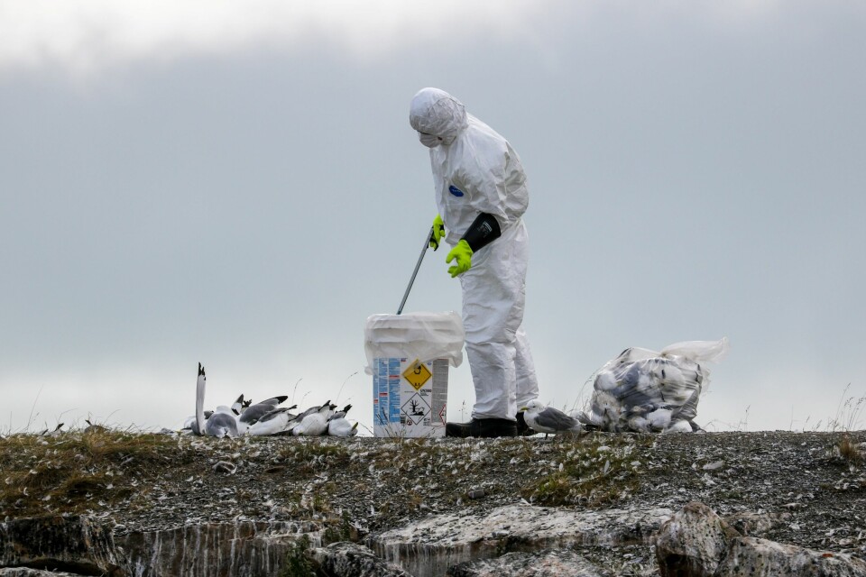 Fuglene samles sammen i plastsekker og fraktes vekk fra området. Det pågår et stort utbrudd av fugleinfluensa i Nord-Norge. Nå har også en rødrev fått påvist viruset. Foto: Øyvind Zahl Arntzen / NTB
