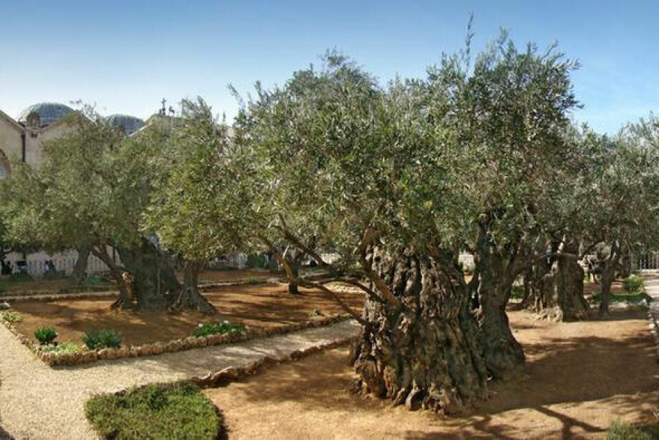 Getsemane-hagen ved Oljeberget er vanligvis et svært fredelig sted. Foto: Wikipedia