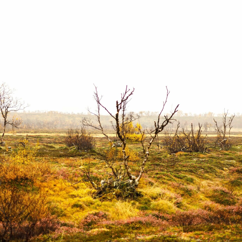 FJELLBJØRK VED ADAMSELV: – Å ønske rettferdighet for alle skapninger, er ikke naivt, tror jeg. Det er en nødvendighet for at våre barn og barnebarn og andre etterkommere skal ha en framtid, sier teologen Lovisa Mienna Sjöberg. Ellinor Utsi og Thoralf Henriksen i Finnmark. Rásttigáisá og Nordkyn. Verdenssynet, samisk kultur og livsstil, og naturkrisen.